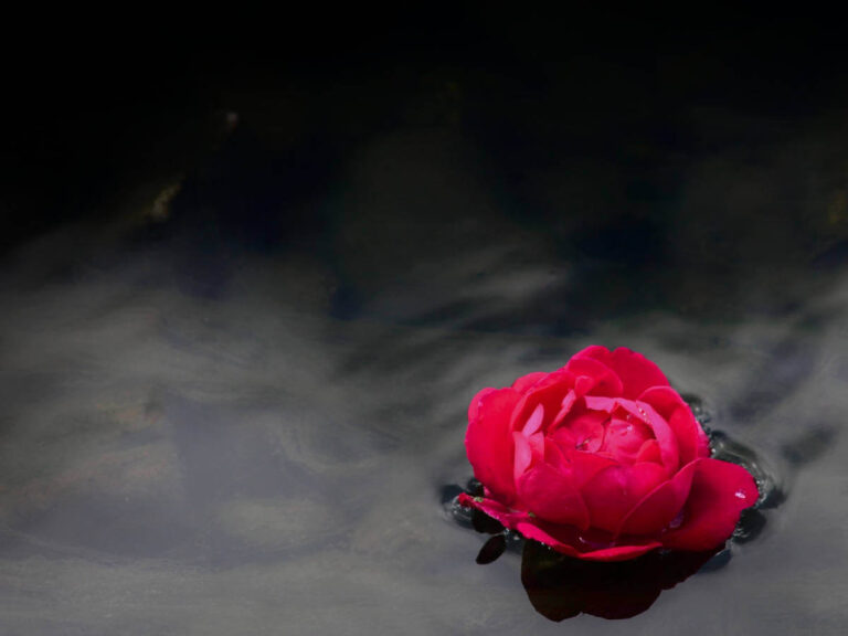 En rød rose flyder på en blank mørk vandoverflade